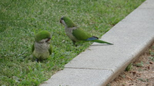 Cotorra argentina