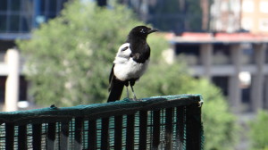 Urraca