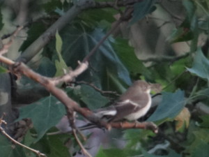 Papamoscas cerrojillo