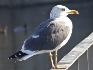 Gaviota sombria