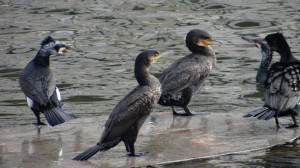 Cormorán grande