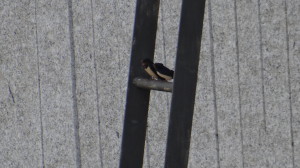 Golondrina común