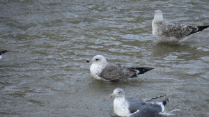Gaviota cana