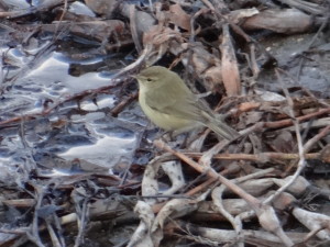 Mosquitero común