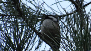 Carbonero garrapinos
