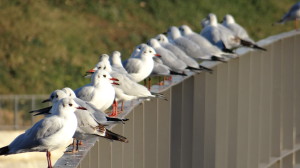 Gaviota reidoras