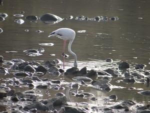 Phoenicopterus roseus