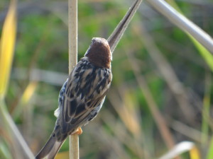 Passer hispaniolensis hispaniolensis