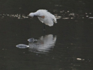 Platalea leucorodia