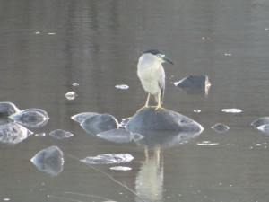 Nycticorax nycticorax