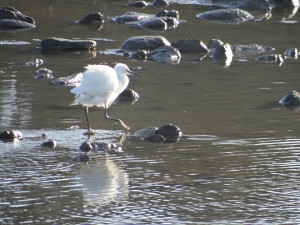 Egretta garcetta