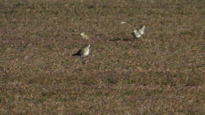 Pluvialis apricaria