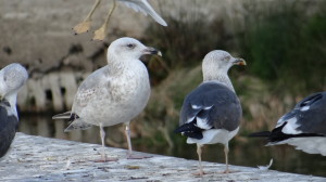 Gaviota argéntea