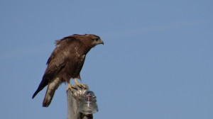 buteo buteo
