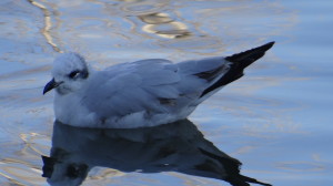 Gaviota cabecinegra