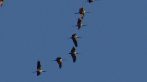 Grulla común