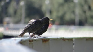 Estornino negro