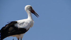 ciconia ciconia