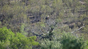 Aquila adalberti