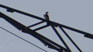 Elanus caeruleus