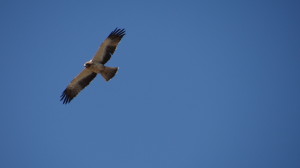Aquila pennata