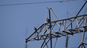 Aquila fasciata