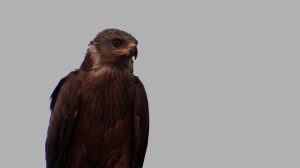 milvus migrans