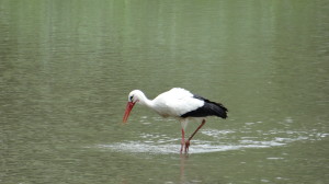 Cigüeña blanca