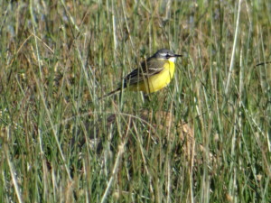 Motacilla flava
