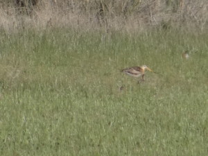 Limosa limosa