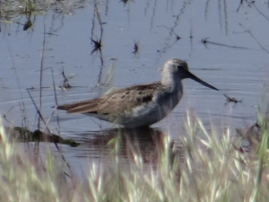 Tringa nebularia