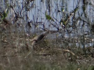 Charadrius hiaticula