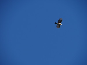 Garrulus glandarius