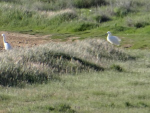 Casmerodius albus