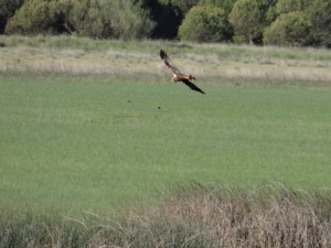 Cirus aeruginosus
