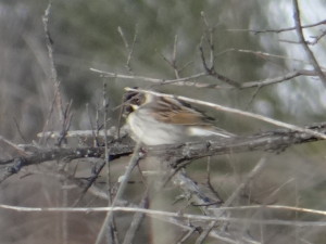 Emberiza schoeniclus