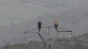 Aquila chrysaetos