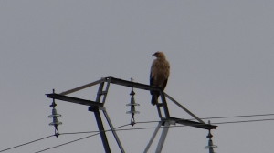Aquila adalberti