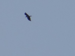 Aquila fasciata