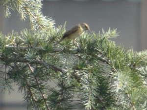 Phylloscopus collybita