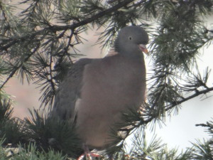 Columba palumbus