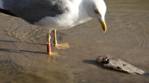 Gaviota patiamarilla