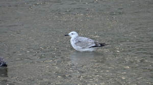 Gaviota del Caspio