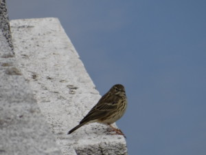Bisbita pratense