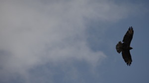 Buteo buteo