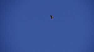 Buteo rufinus