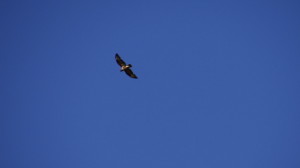 Buteo rufinus