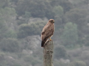 Buteo buteo