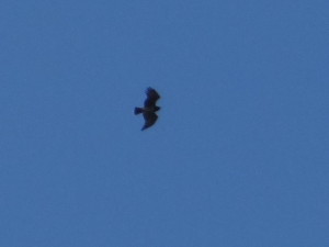 Circaetus gallicus