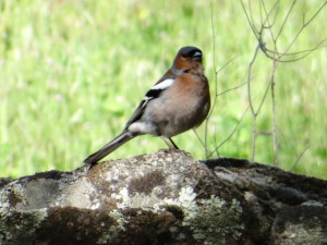 Fringilla coelebs